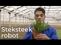 Boer Zoekt Machine - Steksteekrobot | Het Klokhuis