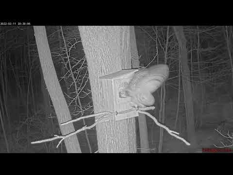 Mom kicks Squirrel out | Barred Owl Cam | February 11, 2022