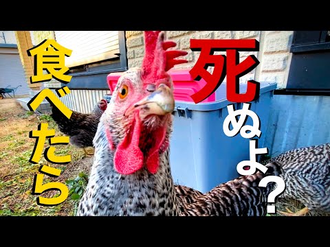 産卵鶏に最適な餌は何ですか?きっとあなたが思っているような人ではありません  庭園