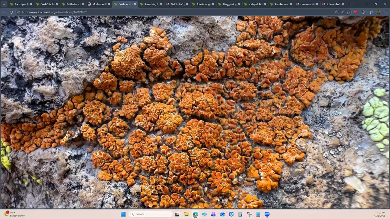 Taxonomy Tuesday 04.21.2026 Lichens and Fungi Member Finds