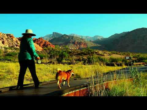 Canon  EFS  17 55mm  F2.8