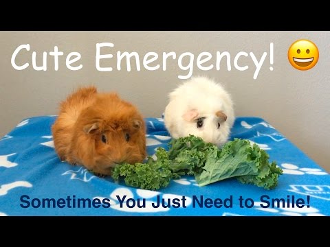 download lagu mp3 mp4 Can Guinea Pigs Have Kale, download lagu Can Guinea Pigs Have Kale gratis, unduh video klip Can Guinea Pigs Have Kale