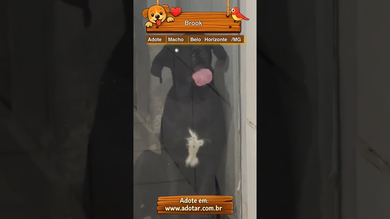 Cachorro raça SRD-ViraLata idade 1 ano nome Brook