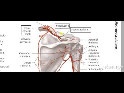 Suprascapular artery 2