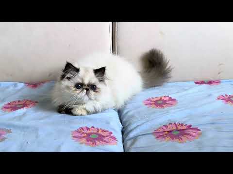 #persiankitten #exoticlonghair #persian #tortiepoint