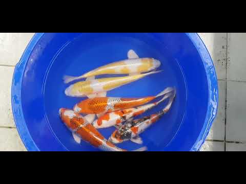 18. Dezember 2025 2y HQ Mix von Tanaka Satoshi