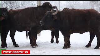 В природных заповедниках Чечни можно встретить десятки и сотни видов птиц и зверей 