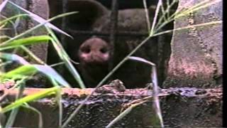 Terráqueos (Earthlings-2005) (Multi-subtitles)