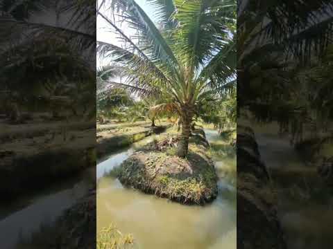 ขายสวนมะพร้าวน้ำหอม พร้อมตัด หลัก 5 ดำเนินสะดวก ราชบุรี – รูปที่ 2