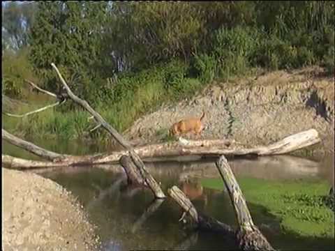 Pete Tex - For my very best friend "Mimi"