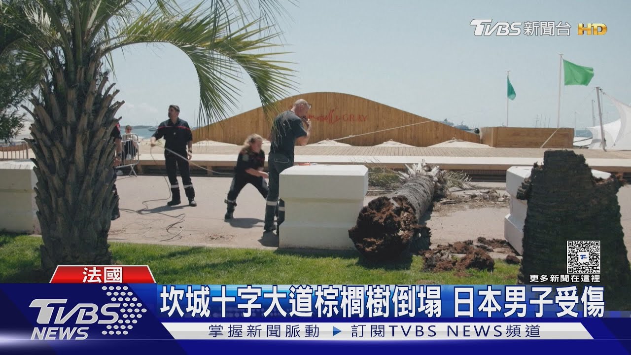 意外多！坎城十字大道棕櫚樹倒塌 日片經紀人濺血送醫