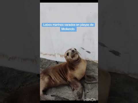 Lobos marinos varados en playas de Mollendo #arequipa #peru #noticias #mollendo #playa