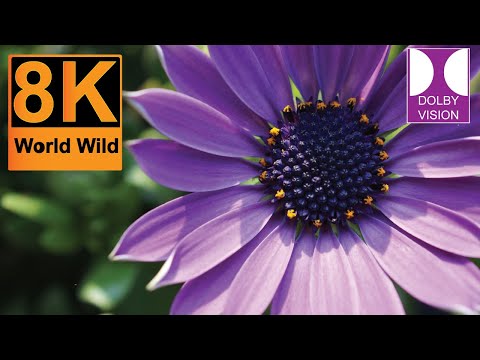 Largest FLOWERS New Collection in the World 8K ULTRA HD | with Calming Music