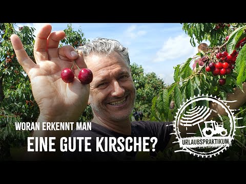 Woran erkennt man eine gute Kirsche? - Fleischi auf dem Peterhof