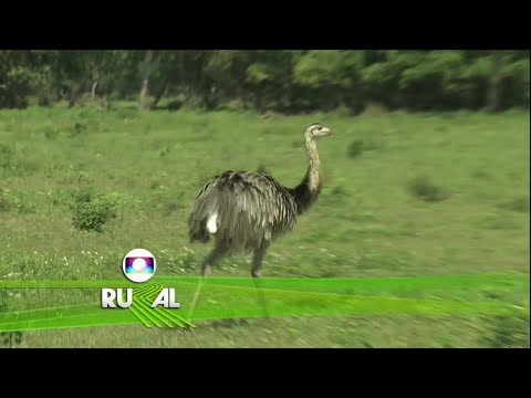 Globo Rural - Edição de 30/04/2017, Na Integra