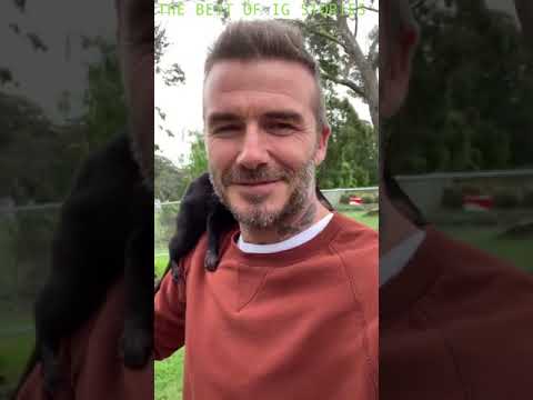 David Beckham instagram stories 29 October 2018