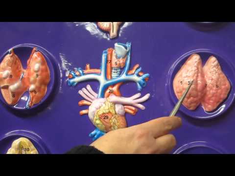 A&P1 Lab #12 The endocrine system with Dr. Paradies