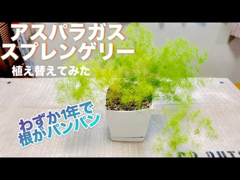 観賞用アスパラガス 植物