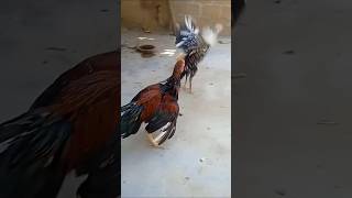 Download lagu https://youtube.com/shorts/iHUaDDhpOEY?si=V5cyXTr5XAgCGmkg mp3 Download lagu https://youtube.com/shorts/iHUaDDhpOEY?si=V5cyXTr5XAgCGmkg mp3