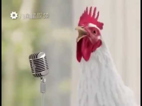 La chanson des poules avec des poules