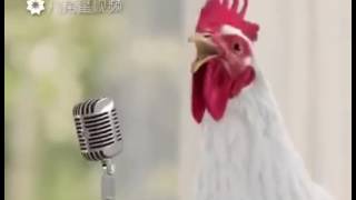 La chanson des poules avec des poules
