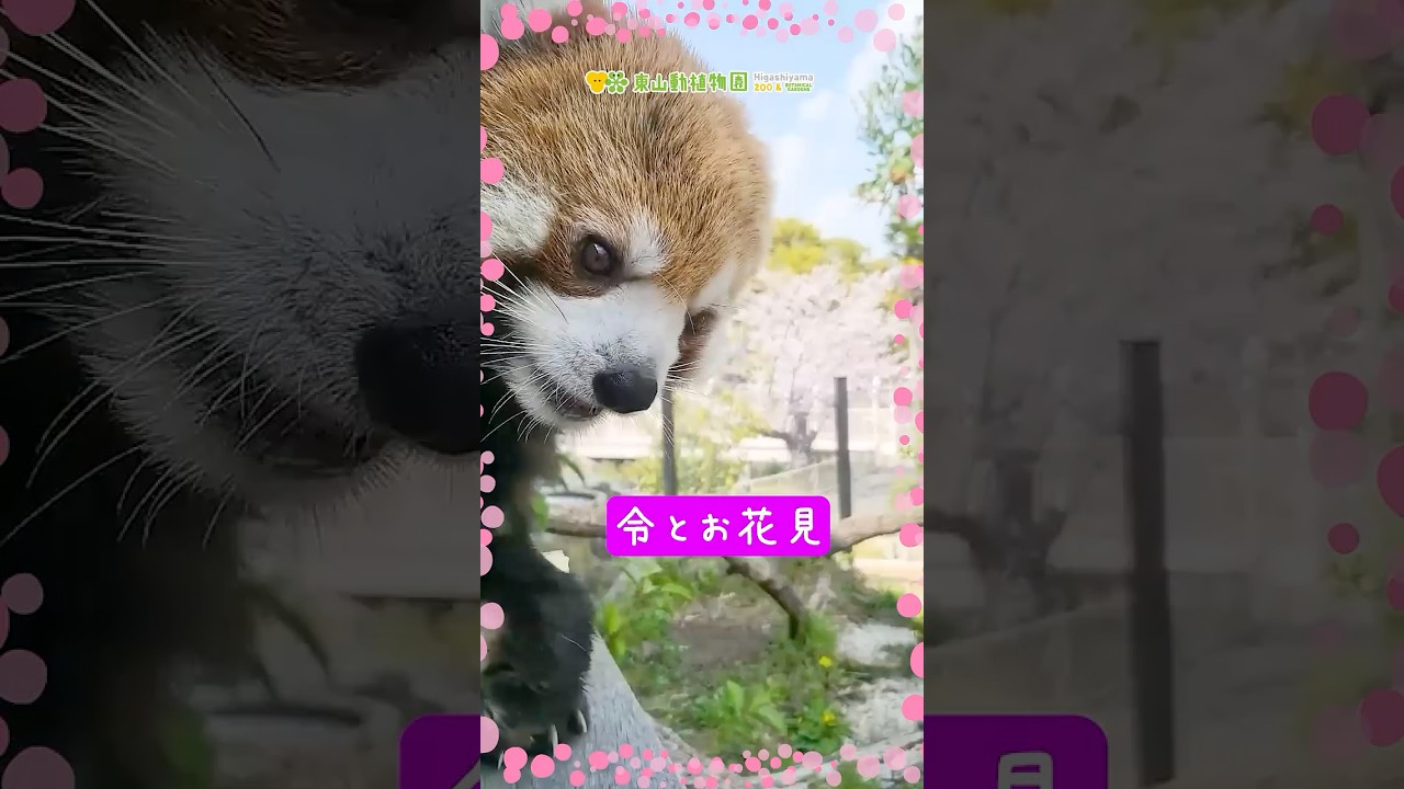 【東山動植物園公式】令とお花見《 シセンレッサーパンダ　レッサーパンダ 》#shorts #お花見