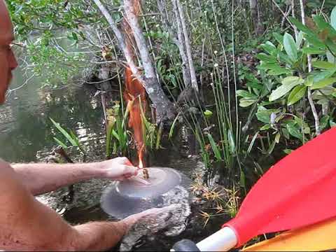 download lagu mp3 mp4 Swamp Gas Forum, download lagu Swamp Gas Forum gratis, unduh video klip Swamp Gas Forum