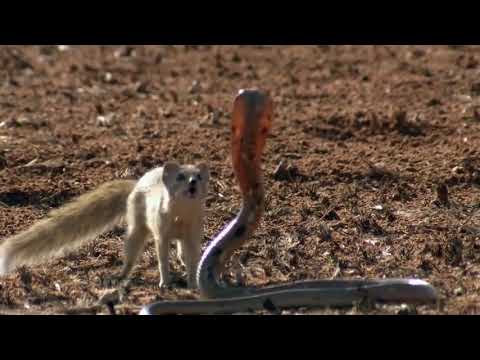 King cobra Vs mongoose /top 5 fights /white mongoose /Kill