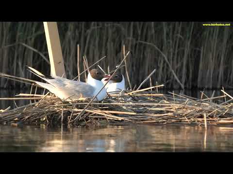 GAVIOTA REIDORA | BLACK-HEADED GULL | Larus ridibundus