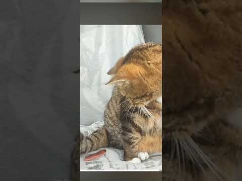 Katzenshort Raupe Katze Shorts Tierwelt Cats animals Video catbus Sprung Schreck bekommen miau Mize