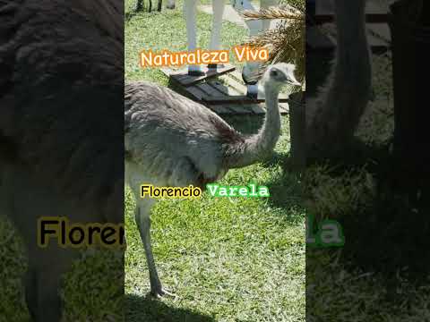 🇦🇷 Naturaleza Viva *17 #naturaleza #natureza #aves #animales #shorts #buenosaires #argentina