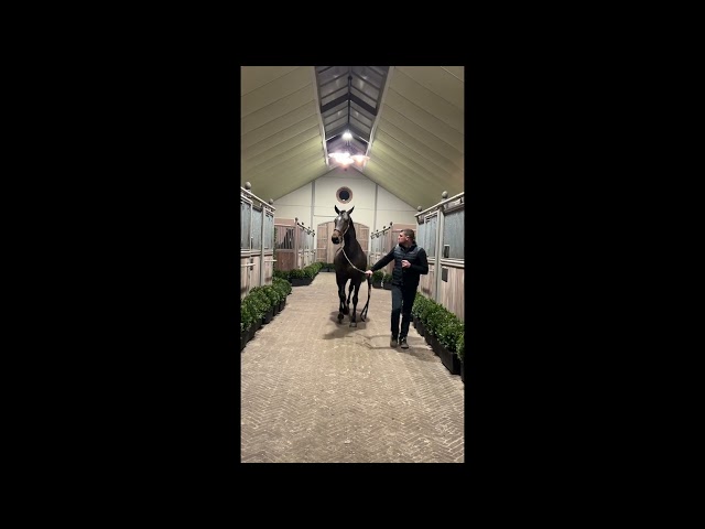 Jules Vh Heidehof Z walk & 360