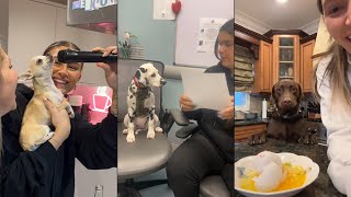 Anyone got the manual for fixing broken dogs?