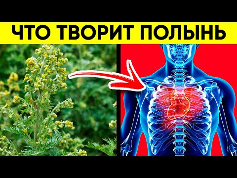 ВОТ ЧТО ТВОРИТ ПОЛЫНЬ! (Реальная Польза и Вред Полыни)