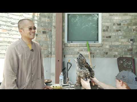 Yamadori Olea Bonsai Workshop with Vincent Le | Austin Bonsai Society - June 2020