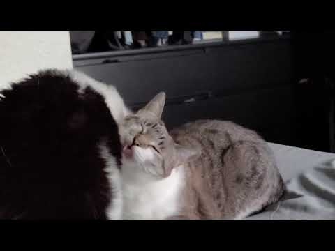 licking always ends in fight, so i walk away