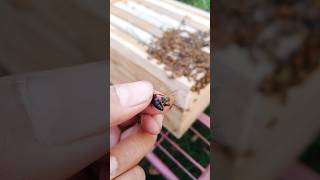 Download lagu Cara cepat menemukan ratu lebah madu mp3