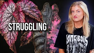 These Plants Are Struggling in Winter (And I’m Not Sure Why)