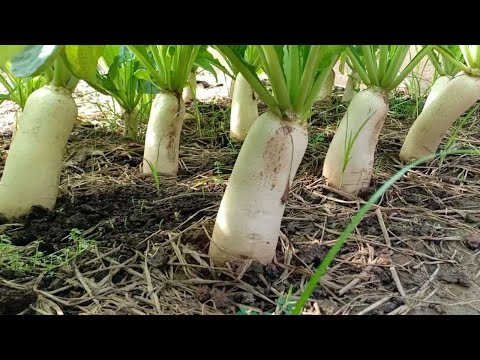 How to grow white radish from seeds at home / Growing White Radish from Seeds to Harvest