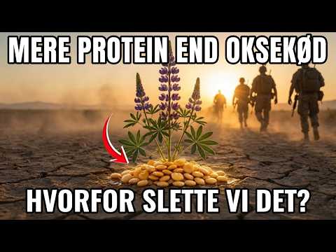 Lupinbønner: Hemmeligheden bag 40% Protein og Hvordan du Dyrker Din Egen Overlevelse