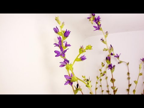 園芸 キキョウアンドロメダ、キキョウソウドウドウダン