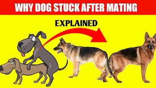 Why Dogs Stuck After Mating - Full explained
