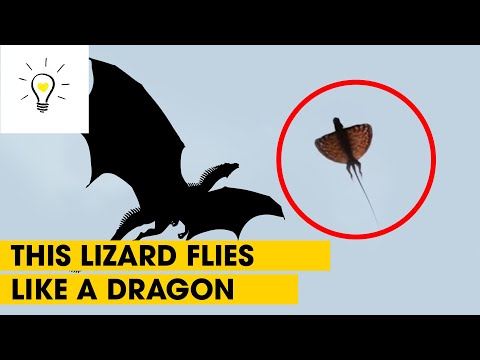 Finding and shooting real life dragons | Animal Spotlight