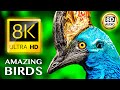 AMAZING BIRDS 8K ULTRA HD 8D AUDIO
