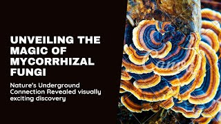 The Magic of Mycorrhizal Network🍄ForestEcology #SustainableForestry #FungalNetworks #EcosystemHealth