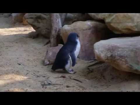 meie pere ja muud loomad osa 2