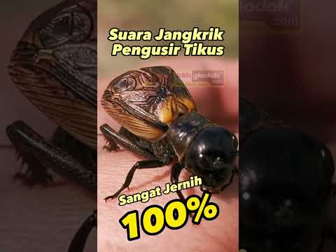 Suara Jangkrik Pengusir Tikus