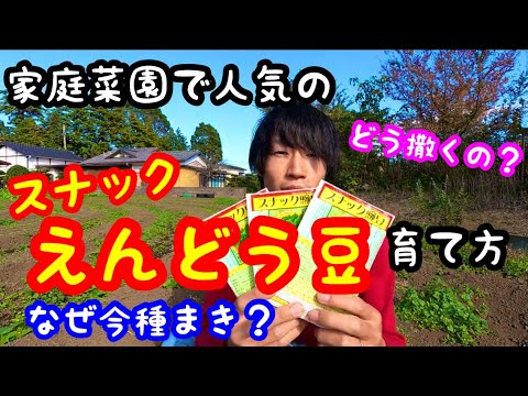 平らなエンドウ豆