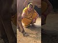 Cow Baffalo Animalfarming Cattleworld Cattlefarming Cattledisease Livestockfarming
