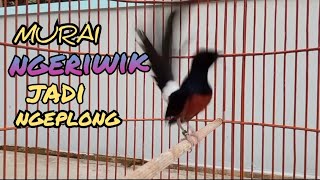Download lagu pancingan MURAI BATU ,,ngeriwik AGAR jadi GACOR NGEPLONG mp3 Download lagu pancingan MURAI BATU ,,ngeriwik AGAR jadi GACOR NGEPLONG mp3